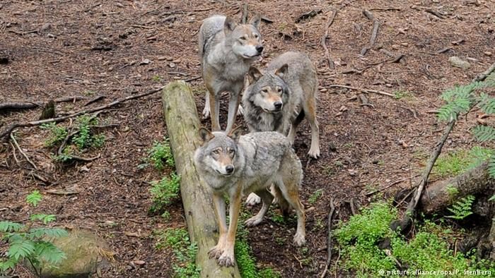 Wolves