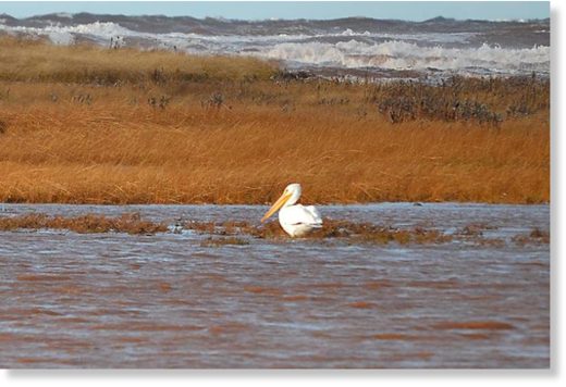 Click to enlarge An American white pelican in Black Pond, Pleasant View on Thursday. The bird, although rare to P.E.I. was first sighted Wednesday.