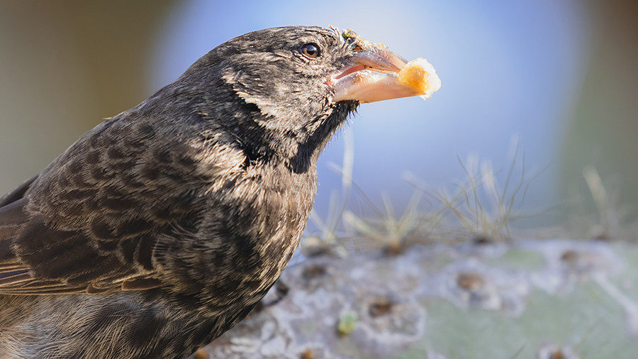 cactus finch