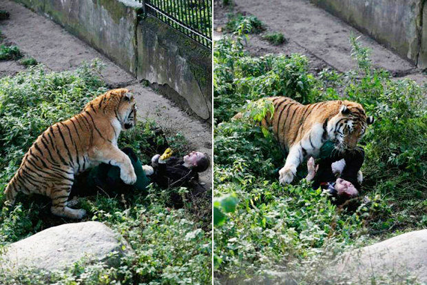 Click to enlarge tiger maul zookeeper