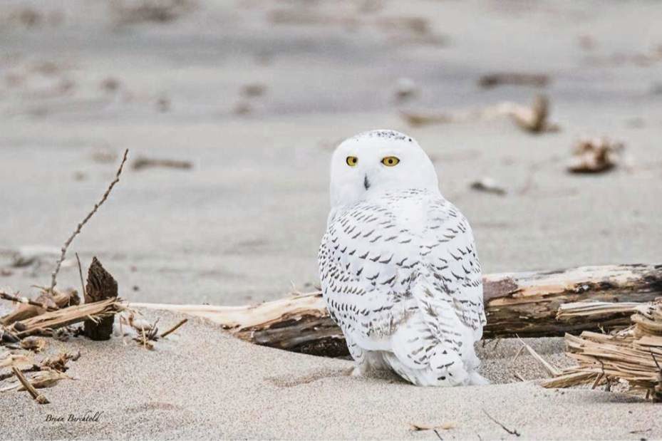 Snowy owl