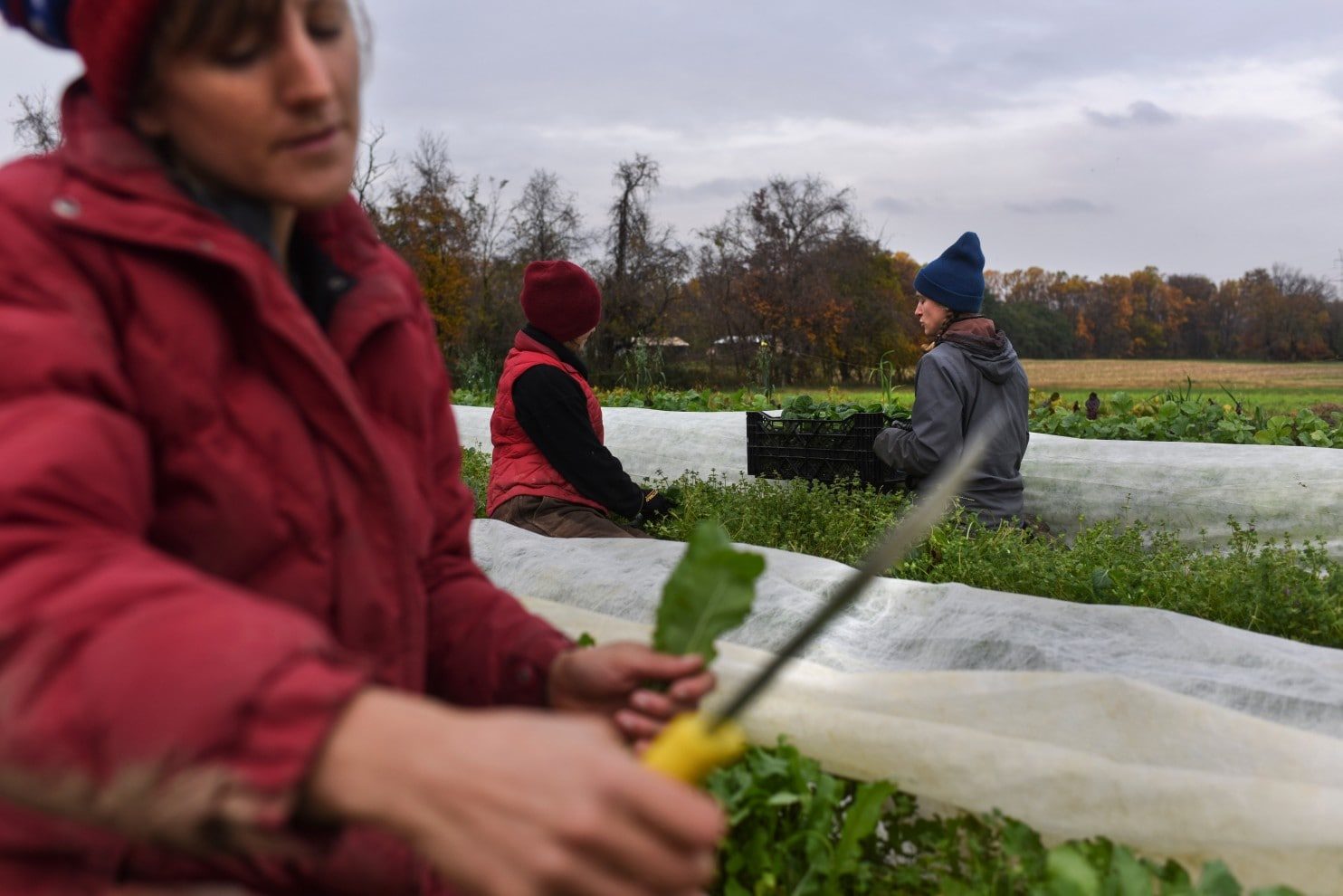 Click to enlarge young farmers 3