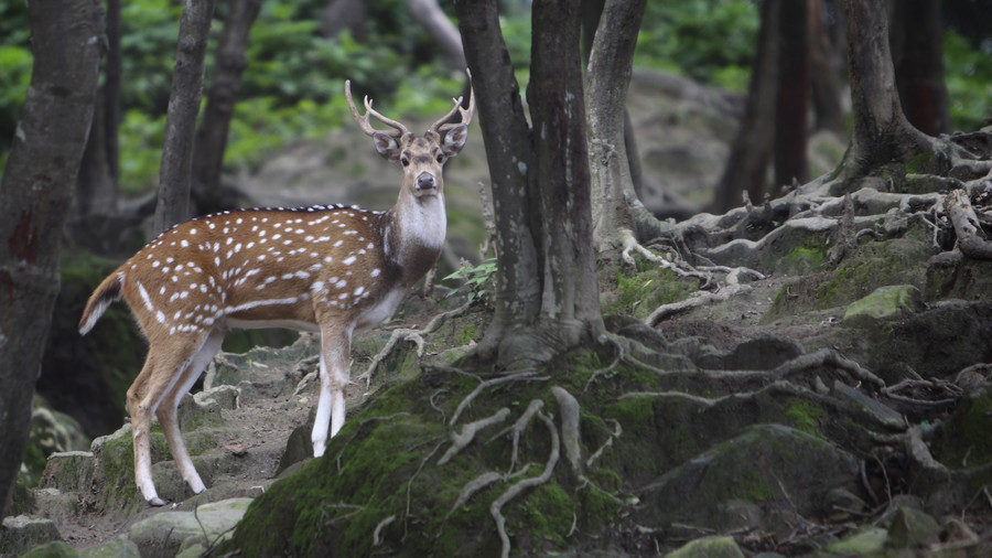 Deer