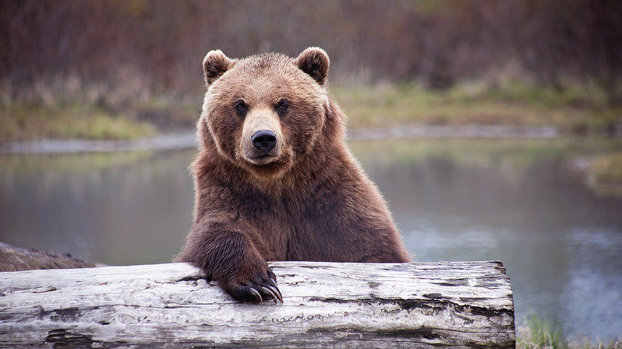 Bear