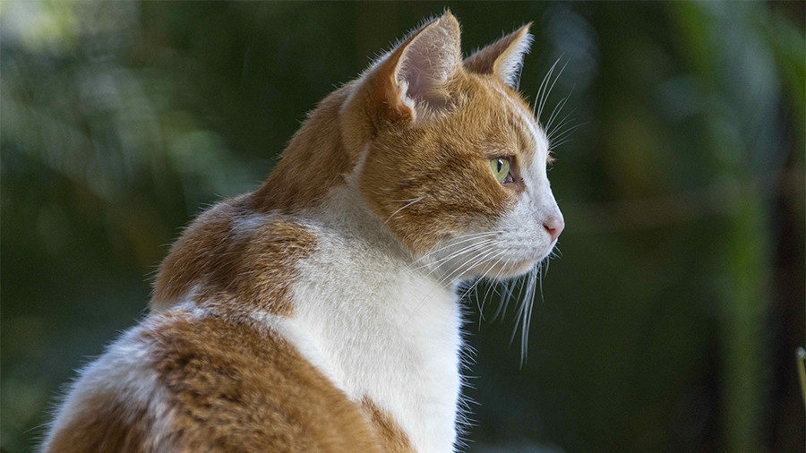 Cat hair