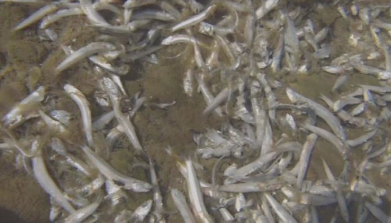 dead fish