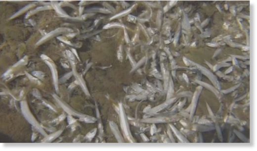 dead fish