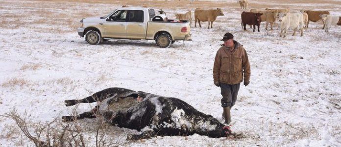 dead_cattle