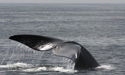 Click to enlarge North Atlantic right whale