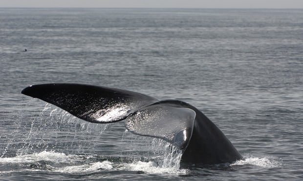 North Atlantic right whale