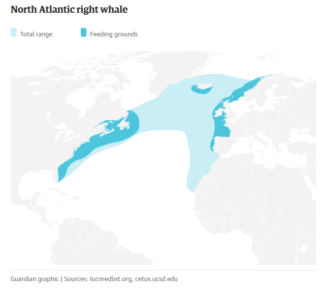 north atlantic right whale