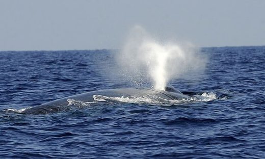 Click to enlarge whale spouting