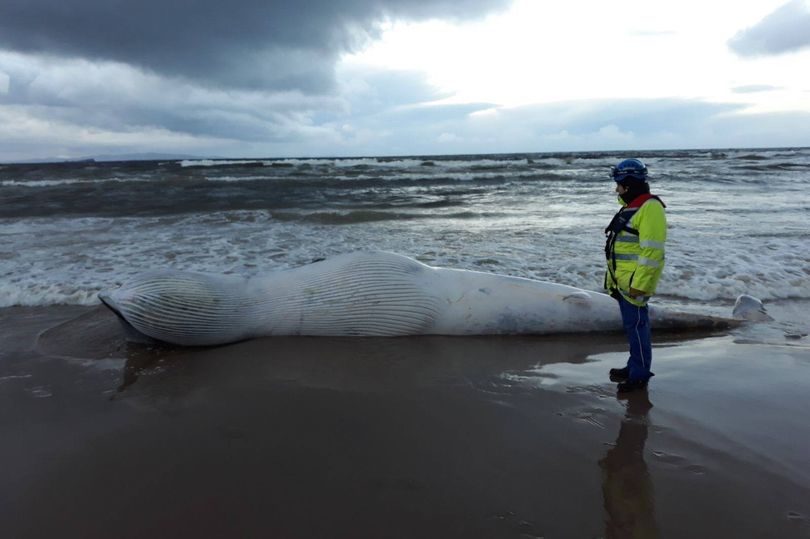 The animal is roughly six metres long