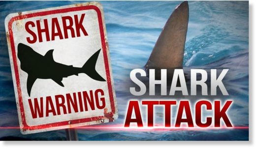 shark attack