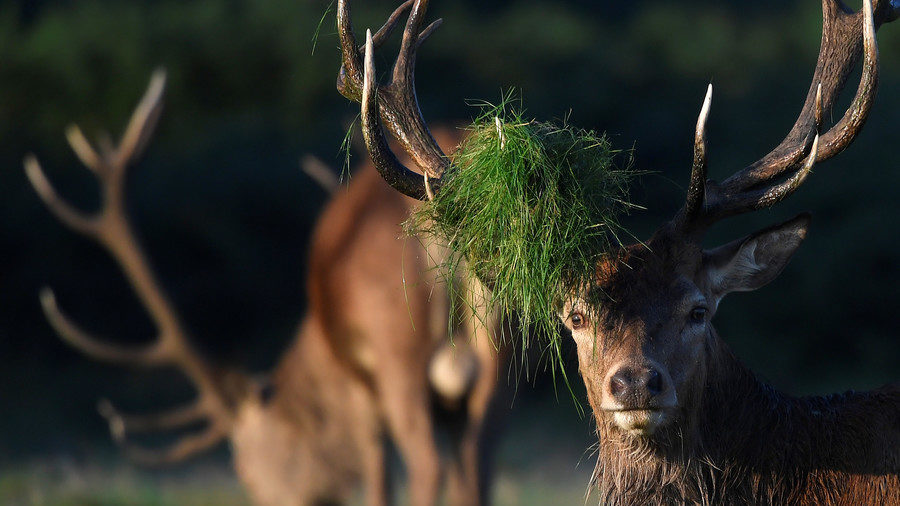 Deer
