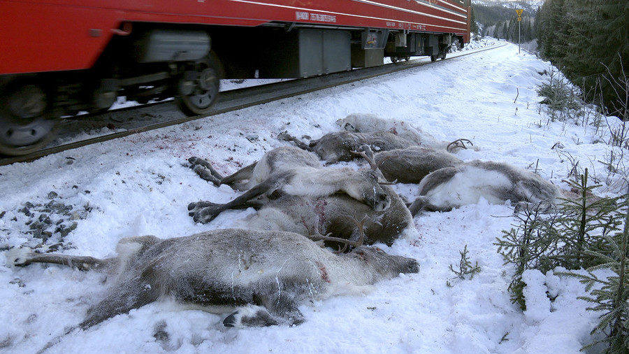 Reindeer