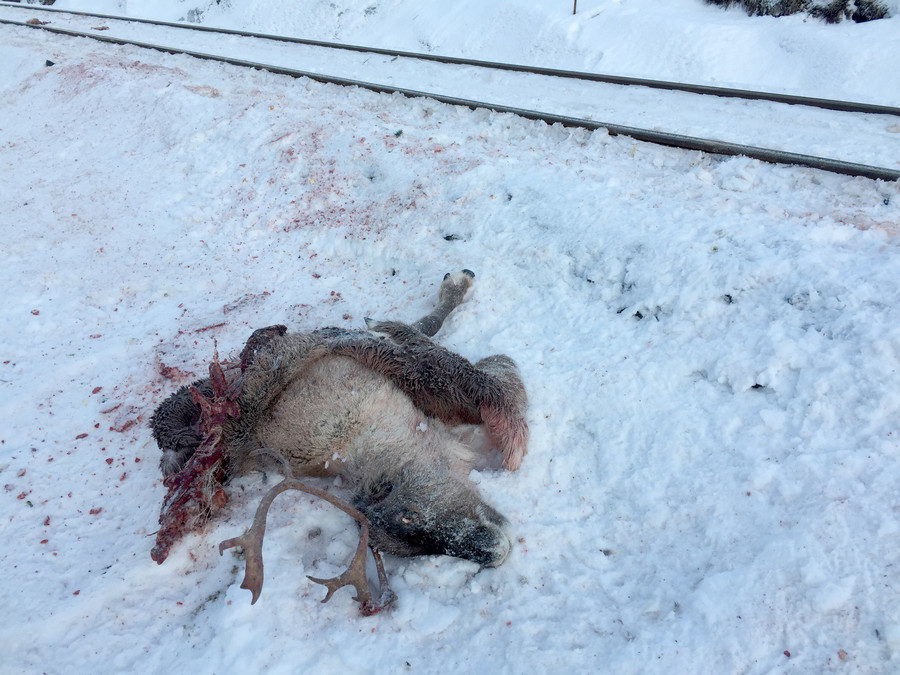 Click to enlarge Reindeer
