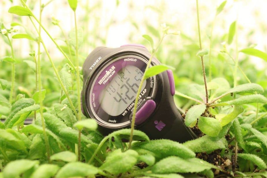 Click to enlarge plants watch clock