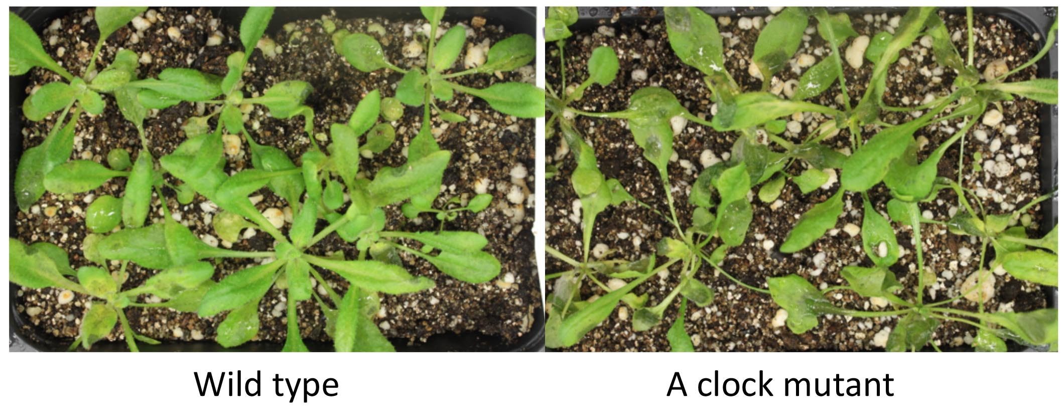 Click to enlarge plant fungus infection