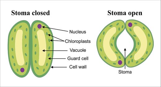 stoma plants diagram