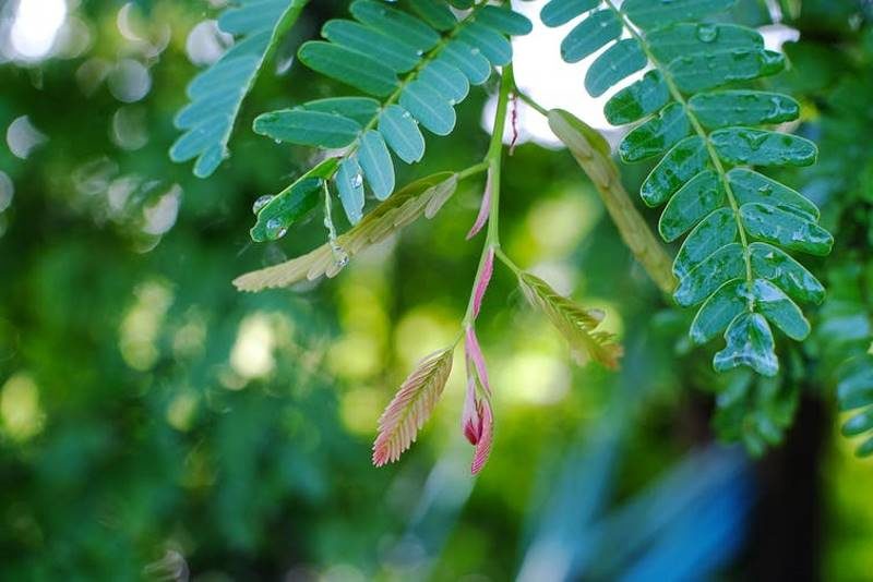 Click to enlarge tamarind tree leaves