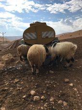 palestinian herds jordan valley