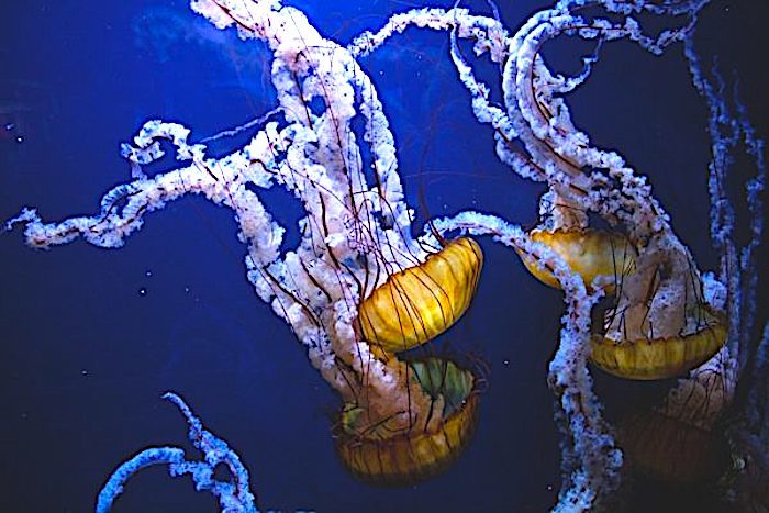 Click to enlarge jellyfish