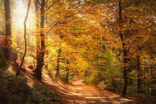 nature