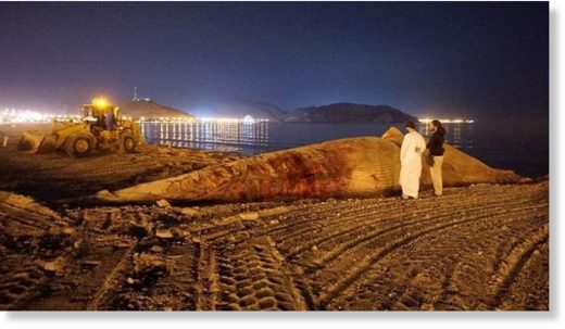 The whale was found motionless and floating in the water by fishermen