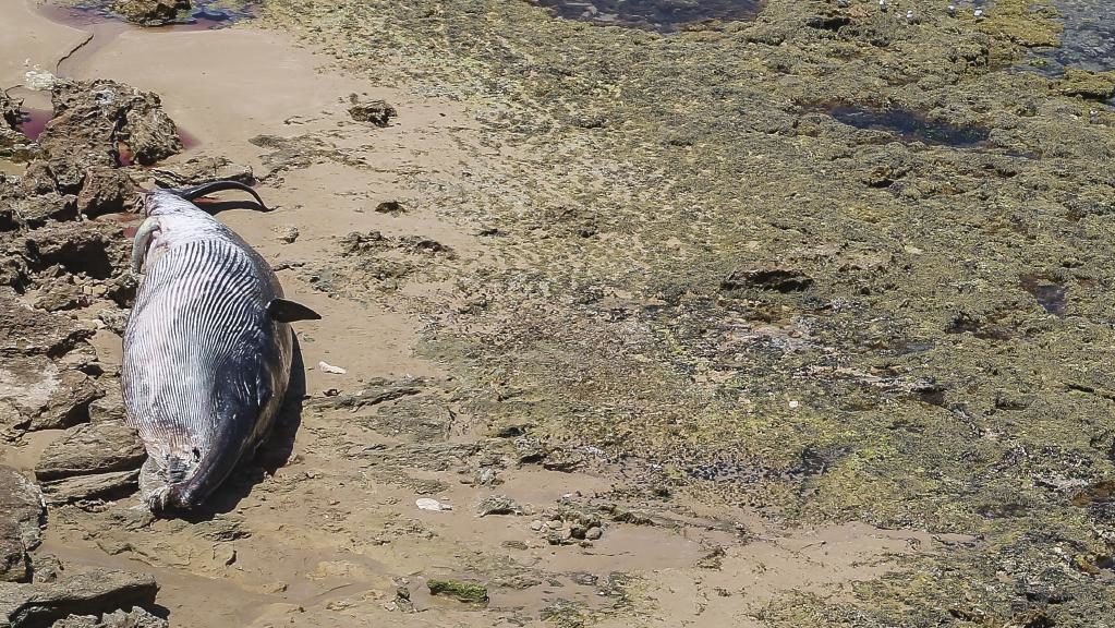A whale carcass beached at Jubilee Point in Sorrento.