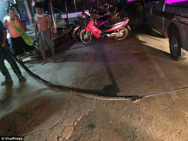 The enormous snake being dragged away after it killed the man