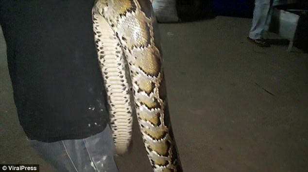 Click to enlarge Police said: 'There were snake bite marks around his left hand and his neck was red like a severe band mark. The doctor performed an autopsy and the cause of death was due to lack of oxygen'