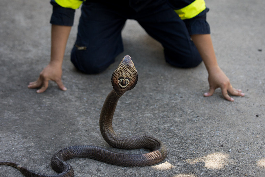 Surapong Suebchai, a firefighter and snake handling trainer, demonstrating how to capture a king cobra. Bangkok’s fire department has answered tens of thousands of calls for snake removal this year.