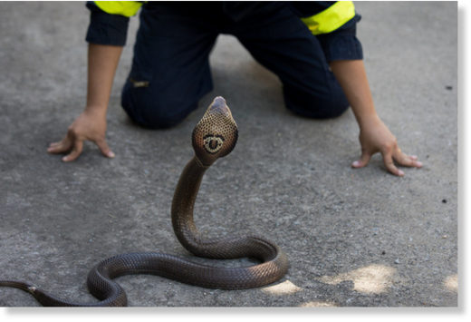 Surapong Suebchai, a firefighter and snake handling trainer, demonstrating how to capture a king cobra. Bangkok’s fire department has answered tens of thousands of calls for snake removal this year.