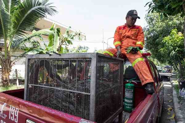 Snakes collected during the previous week being transferred to a wildlife conservation center.