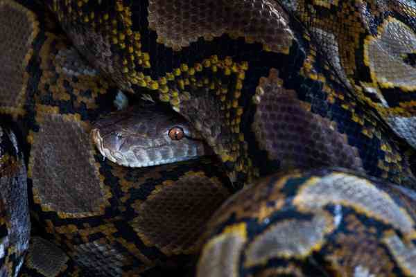 Rescued pythons in a cage at a fire station in Bangkok. They eventually will be released in the wild.