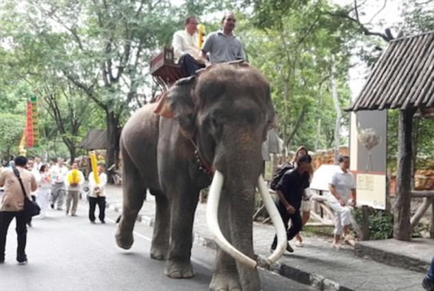 Mr Riangngern was killed by Ekasit (pictured giving rides to tourists at the zoo) in a five-minute attack while his horrified wife watched on