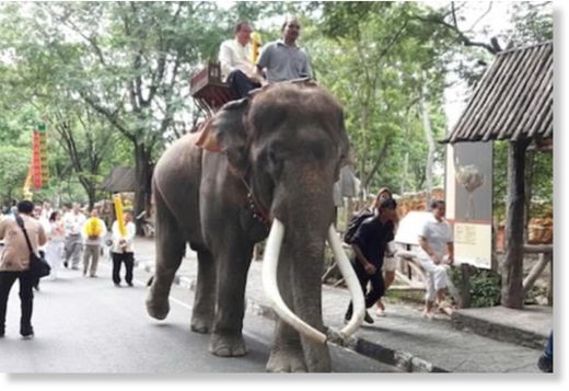 Click to enlarge Mr Riangngern was killed by Ekasit (pictured giving rides to tourists at the zoo) in a five-minute attack while his horrified wife watched on
