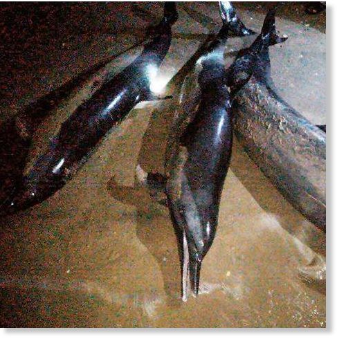 dolphins