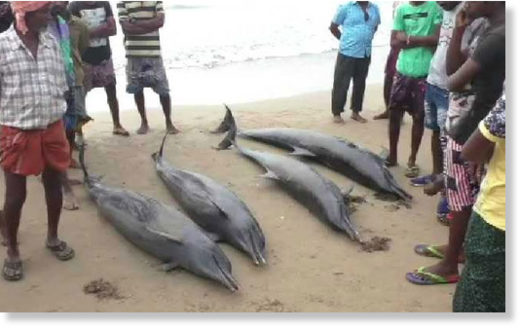 DOLPHINS