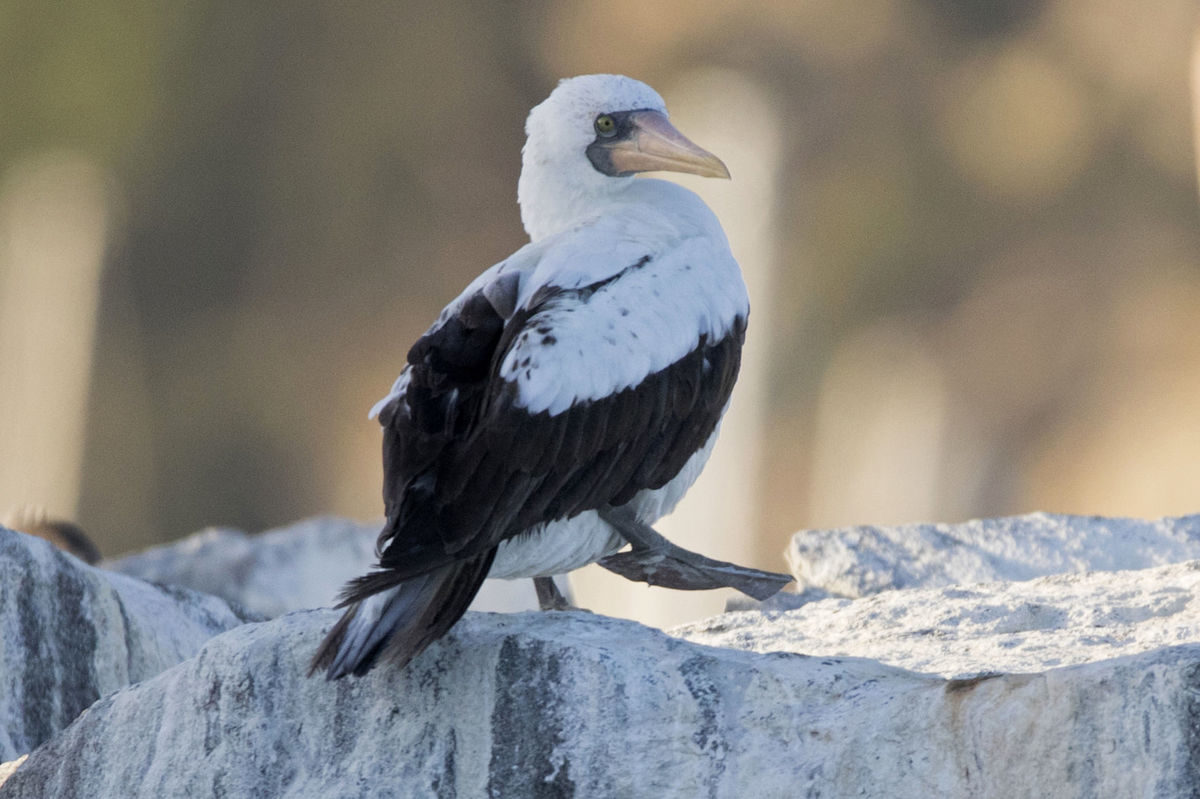 Click to enlarge In this Monday, Nov. 27, 2017 photo provided by Mark Girardeau and Dana Wharf Whale Watching, a rare Nazca Booby is seen at the harbor in Dana Point, Calif