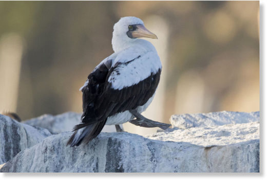 Click to enlarge In this Monday, Nov. 27, 2017 photo provided by Mark Girardeau and Dana Wharf Whale Watching, a rare Nazca Booby is seen at the harbor in Dana Point, Calif