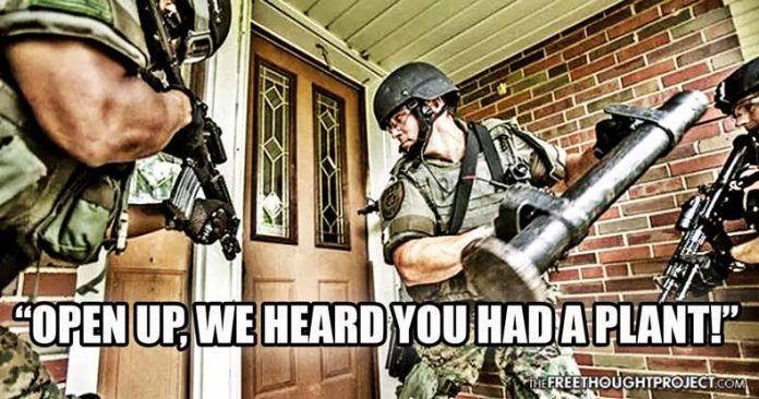 cannabis raids