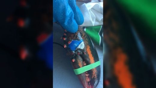 Lobster found off New Brunswick coast with image of Pepsi can on claw