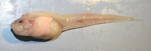 The Mariana snailfish is the deepest fish collected from the ocean floor. (UW Photo)