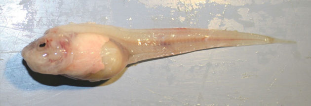 Click to enlarge The Mariana snailfish is the deepest fish collected from the ocean floor. (UW Photo)