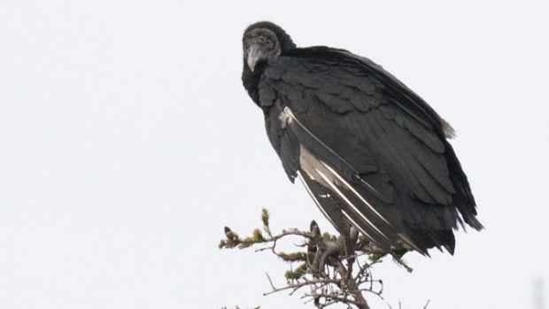 This Black Vulture was first spotted in Burgeo on Nov.18.