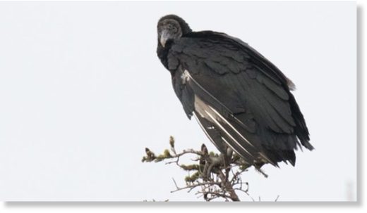 This Black Vulture was first spotted in Burgeo on Nov.18.