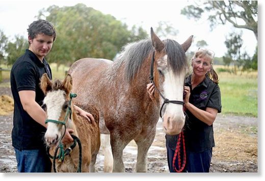 Click to enlarge DEVASTATING LOSS: Ryan Ferguson and Lynn Brierley mourn the loss of three horses