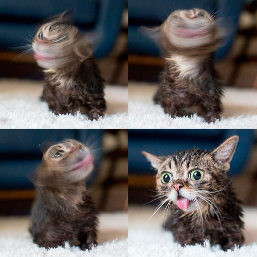 Click to enlarge Baby Bub
